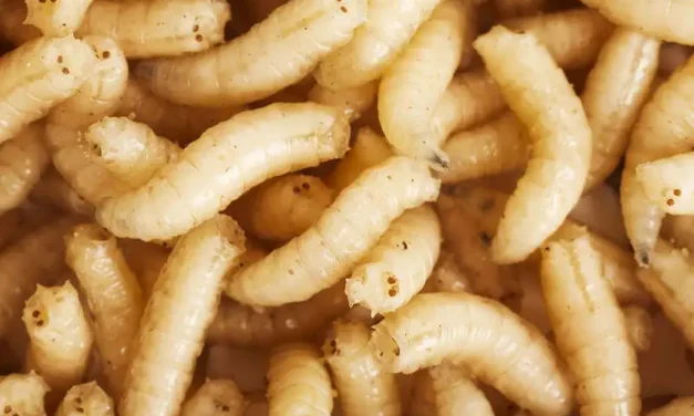 Larva Lalat Yang Di Kenal Sebagai Belatung