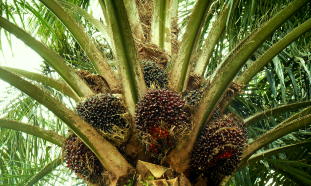 Tanaman Tropis Yaitu Pohon Sawit Memiliki Banyak Manfaat