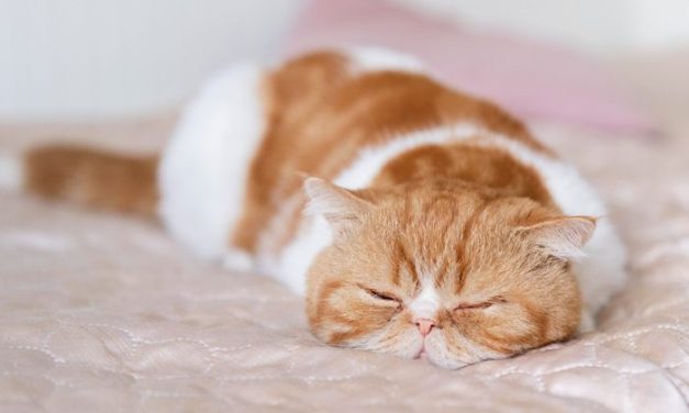 Kegiatan Tidur Panjang Di Lakukan Hewan Dalam Hidupnya