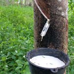 Pemanenan Hasil Alam Pada Tumbuhan Getah Karet