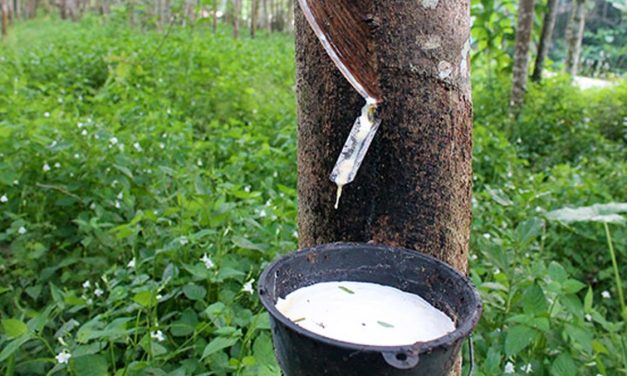 Pemanenan Hasil Alam Pada Tumbuhan Getah Karet