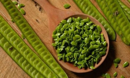 Tanaman Polong Petai China Yang Mempunyai Manfaat
