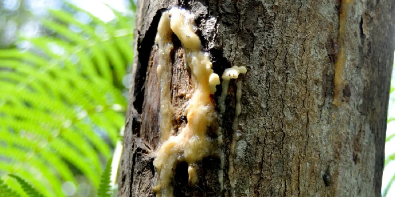 Resin Pohon Atau Getah Yang Menjadi Kemenyan