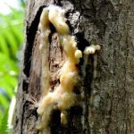 Resin Pohon Atau Getah Yang Menjadi Kemenyan