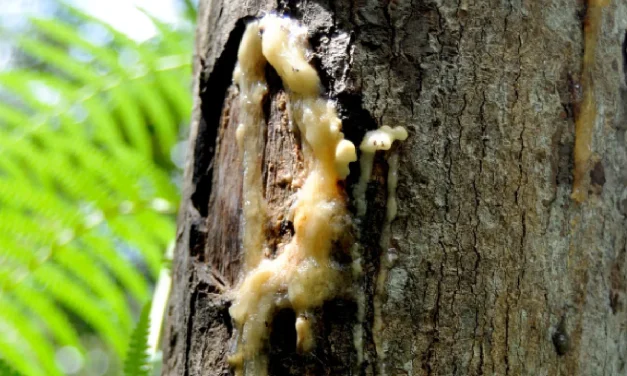 Resin Pohon Atau Getah Yang Menjadi Kemenyan