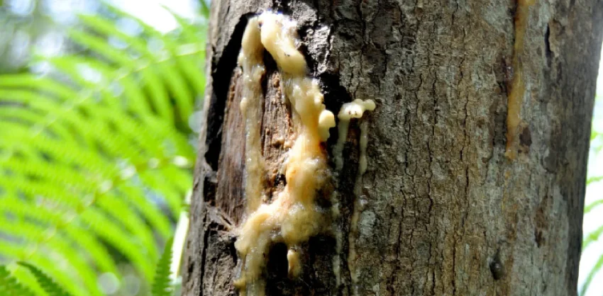 Resin Pohon Atau Getah Yang Menjadi Kemenyan