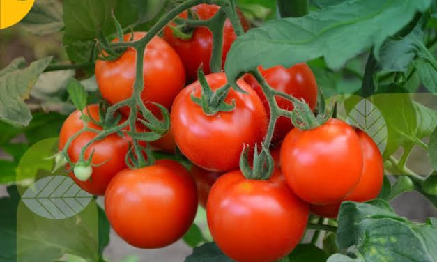 Sayur Atau Buah Tomat Yang Sangat Bermanfaat