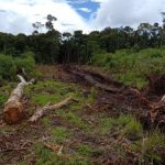 Keasrian Hutan Alami Yang Cukup Indah Namun Berbahaya