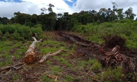 Keasrian Hutan Alami Yang Cukup Indah Namun Berbahaya
