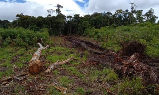 Keasrian Hutan Alami Yang Cukup Indah Namun Berbahaya