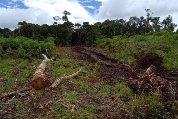 Keasrian Hutan Alami Yang Cukup Indah Namun Berbahaya