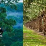 Sebuah Kealamian Hutan Sebagai Oksigen Terbaik