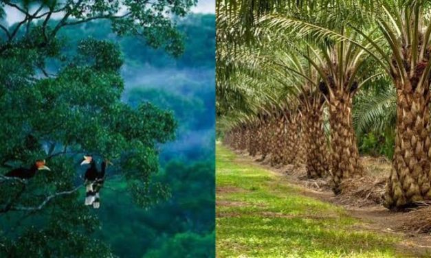 Sebuah Kealamian Hutan Sebagai Oksigen Terbaik