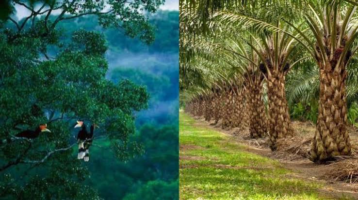 Sebuah Kealamian Hutan Sebagai Oksigen Terbaik